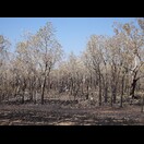 Nach dem Feuer: Trockene Blätter an den Bäumen